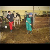 praxe - ocista rostu - kydani hnoje.jpg